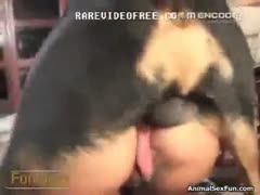 Fuck-hungry American milf receives banged by her dark dog 